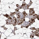 TAF4B Antibody in Immunohistochemistry (Paraffin) (IHC (P))