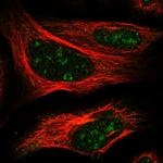 ELL3 Antibody in Immunocytochemistry (ICC/IF)