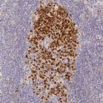 ELL3 Antibody in Immunohistochemistry (Paraffin) (IHC (P))