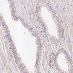 ELL3 Antibody in Immunohistochemistry (Paraffin) (IHC (P))