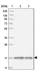 BUD31 Antibody in Western Blot (WB)
