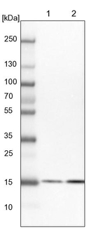 BUD31 Antibody in Western Blot (WB)