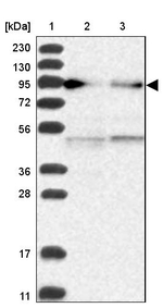 RAPGEF4 Antibody in Western Blot (WB)