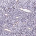APLP1 Antibody in Immunohistochemistry (Paraffin) (IHC (P))