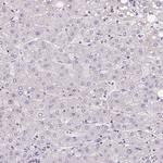 APLP1 Antibody in Immunohistochemistry (Paraffin) (IHC (P))