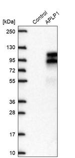 APLP1 Antibody in Western Blot (WB)