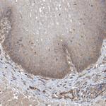 PHACTR4 Antibody in Immunohistochemistry (Paraffin) (IHC (P))