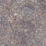 SAMD3 Antibody in Immunohistochemistry (Paraffin) (IHC (P))