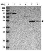 SAMD3 Antibody in Western Blot (WB)