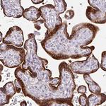 AMFR Polyclonal Antibody