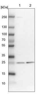 ETHE1 Antibody in Western Blot (WB)
