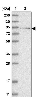 LCA5 Antibody in Western Blot (WB)