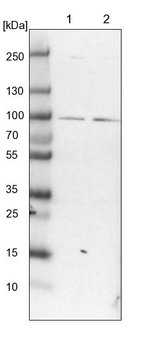 LCA5 Antibody in Western Blot (WB)