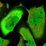 GFOD1 Polyclonal Antibody