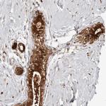 GFOD1 Antibody in Immunohistochemistry (Paraffin) (IHC (P))