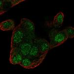 RGN Polyclonal Antibody