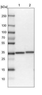 RGN Antibody in Western Blot (WB)