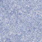 C1orf85 Antibody in Immunohistochemistry (Paraffin) (IHC (P))