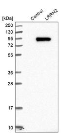 LRRN2 Antibody in Western Blot (WB)