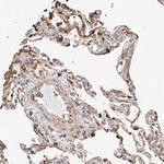WFS1 Antibody in Immunohistochemistry (Paraffin) (IHC (P))