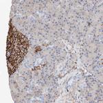 WFS1 Antibody in Immunohistochemistry (Paraffin) (IHC (P))