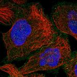 RAB23 Antibody in Immunocytochemistry (ICC/IF)