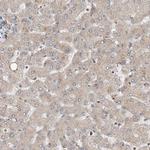 CEP85L Antibody in Immunohistochemistry (Paraffin) (IHC (P))