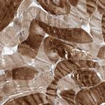 CEP85L Antibody in Immunohistochemistry (Paraffin) (IHC (P))