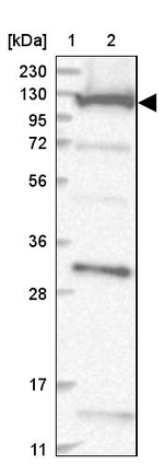 COG1 Antibody in Western Blot (WB)