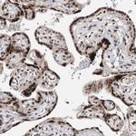 SNR48 Antibody in Immunohistochemistry (Paraffin) (IHC (P))