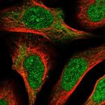 ZRANB1 Antibody in Immunocytochemistry (ICC/IF)