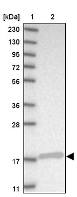 SRP19 Antibody in Western Blot (WB)