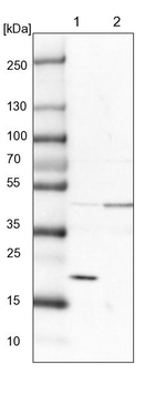 SRP19 Antibody in Western Blot (WB)