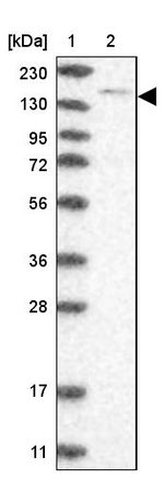 SPT5 Antibody in Western Blot (WB)
