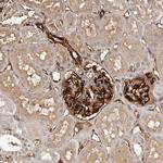 ZNF557 Antibody in Immunohistochemistry (Paraffin) (IHC (P))