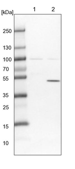 TTC38 Antibody in Western Blot (WB)