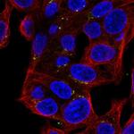 MASP2 Antibody in Immunocytochemistry (ICC/IF)