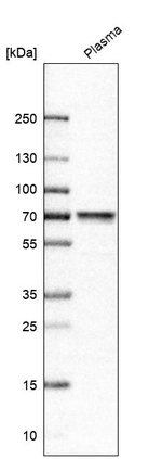 MASP2 Antibody in Western Blot (WB)