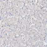 SNRNP200 Antibody in Immunohistochemistry (Paraffin) (IHC (P))