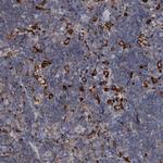 MS4A4A Antibody in Immunohistochemistry (Paraffin) (IHC (P))