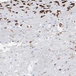 MS4A4A Antibody in Immunohistochemistry (IHC)