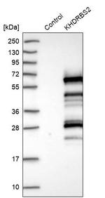KHDRBS2 Antibody in Western Blot (WB)