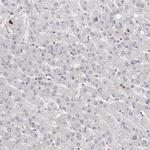 FAM167B Antibody in Immunohistochemistry (Paraffin) (IHC (P))