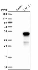 CRYZL1 Antibody in Western Blot (WB)