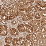 FAM180B Antibody in Immunohistochemistry (Paraffin) (IHC (P))