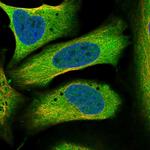 PIGX Antibody in Immunocytochemistry (ICC/IF)