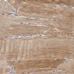 FAM189A2 Antibody in Immunohistochemistry (Paraffin) (IHC (P))