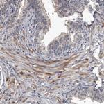 DHPS Antibody in Immunohistochemistry (Paraffin) (IHC (P))