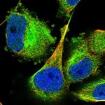 TCP-1 theta Polyclonal Antibody