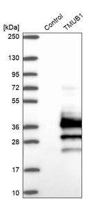 TMUB1 Antibody in Western Blot (WB)